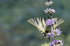 Schmetterling in Kroatien-1114.jpg