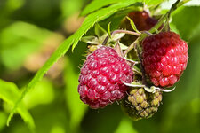 Himbeeren-6474.jpg