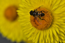 Biene auf Strohblume-6580.jpg