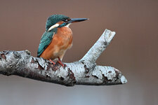 DSC_3429f.JPG