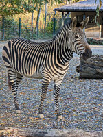 Zebra_1.jpg