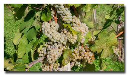 Rieslingtraubeklok.jpg