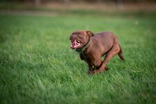 comp_DSC00391.jpg