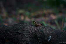 comp_DSC00787.jpg