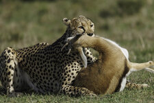 Masai_Mara-2206.jpg