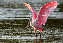 WEBRosateSpoonBillWaterDrop.jpg