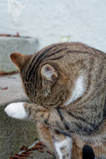 DSC06054_DxO.jpg
