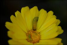 TOP_crunched__DSF6167.jpg