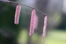 fruehling2013-18.JPG