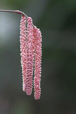 fruehling2013-19.JPG