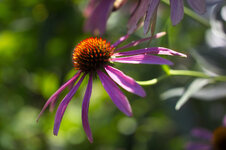 Echinacea.jpg