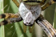 Wespenspinnenkopf--20130909-6164.jpg