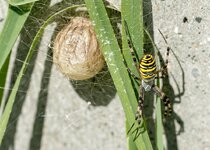 Wespenspinne-mit-Kokon--20130909-6161.jpg
