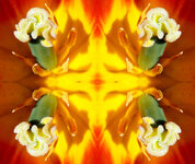 4x tulpe oran.jpg
