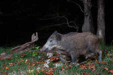 20221011_215102_camera_trap_jura_2.jpg 20221011_215102_camera_trap_jura_2.jpg