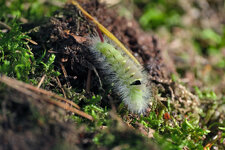 DSCF7095A.jpg