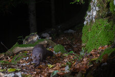 20221013_013644_camera_trap_jura_94.jpg