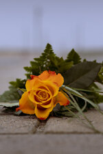 _MG_8545-2.JPG
