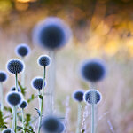 0Echinops.jpg 0Echinops.jpg