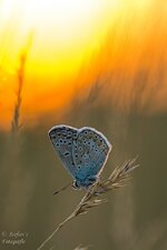 comp_DSC_2089-BläulingPS.jpg