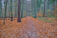 0herbstlaub.jpg