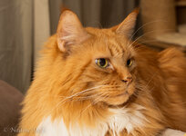 IMG_7954-2.JPG