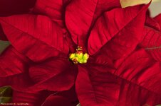 Euphorbia pulcherrima.jpg Euphorbia pulcherrima.jpg