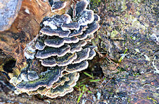 Trametes.jpg