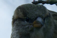 crop2.jpg