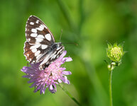 AN261604_galathea.jpg
