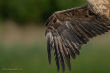 _A1B3509-1.jpg