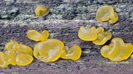 Pilze_auf_Holz.jpg