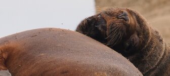 Ausschnitt 100 02.jpg