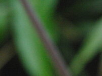 BotGarten2_crop2.jpg