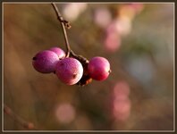 Buschbeeren.jpg