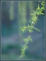 Hängende_Zweige_Bokeh.jpg