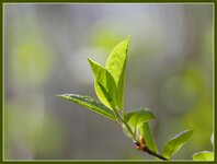 Blätter_Frisch_Bokeh.jpg