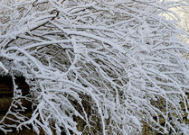 schneeschlangen.jpg