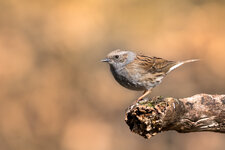DSC_4695-2.jpg
