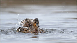 NZ9_6440+DxO kl.jpg