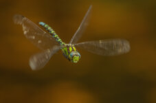 K52B4366-1.JPG