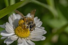 comp_DSC02437.jpg