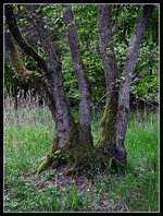 Bäume_IMG_3925_DxO_jiw.jpg