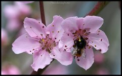 comp_Pfirsichblüte+Bienchen.jpg