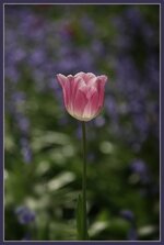 Tulpenblüte_Pink_vor_Violett.jpg