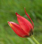 tulpe 1.jpg