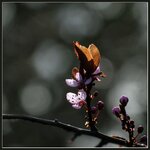 Knospen_Bokeh_Gegenlicht.jpg