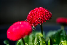 DSCF0555.jpg