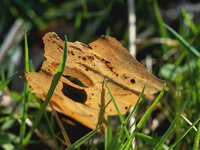 altes blatt.jpg