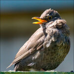 Amsel-23-04-10-R-5657-dslr.jpg